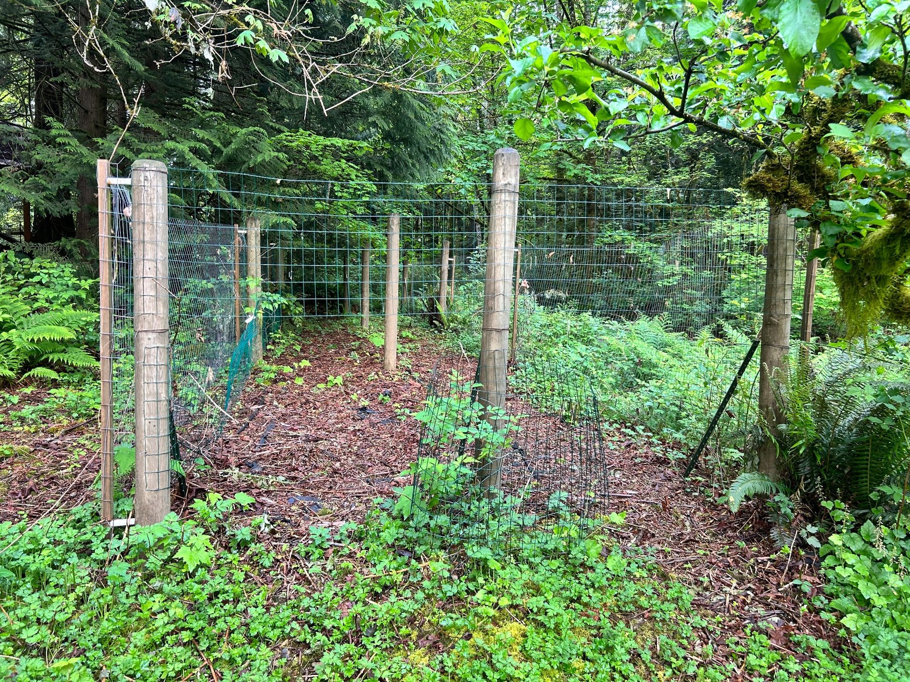 Raspberry garden area after clearing