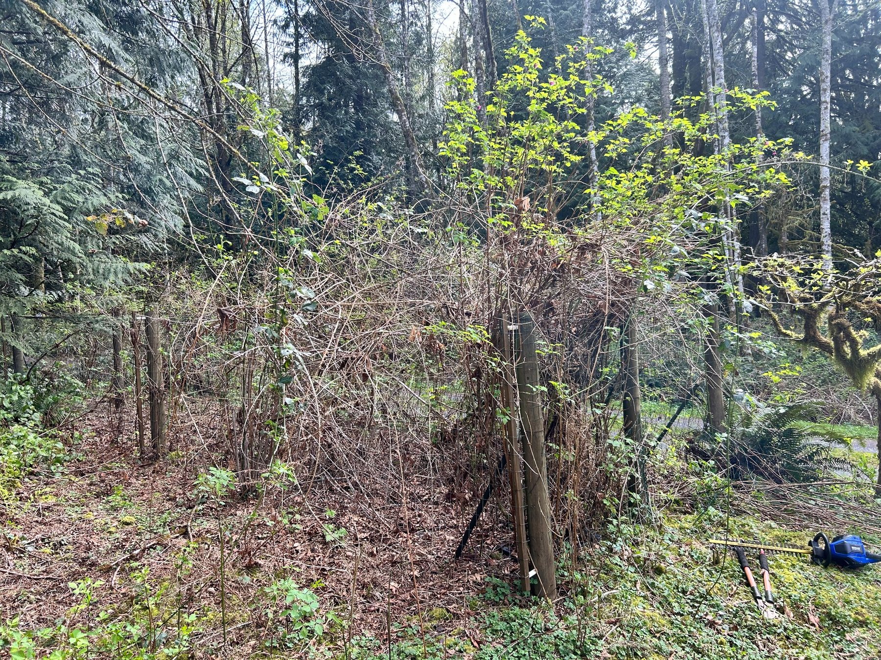 Overgrown raspberry garden before clearing