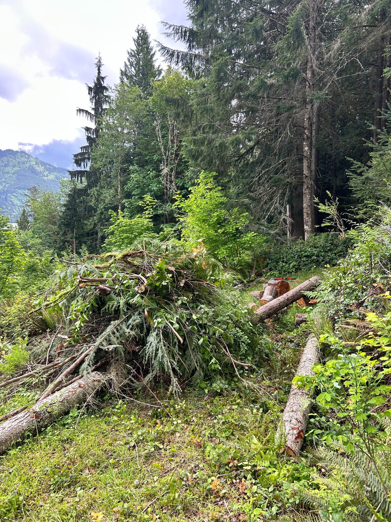 Outdoor brush removal project